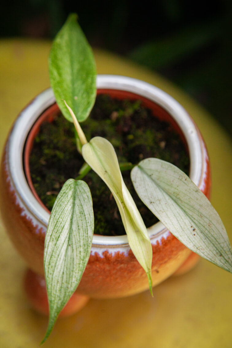 Zdjęcie rosliny doniczkowej Philodendron Florida Ghost, ujęcie 1