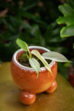 Zdjęcie rosliny doniczkowej Philodendron Florida Ghost, ujęcie 2