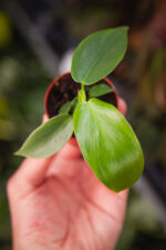 Zdjęcie rosliny doniczkowej Philodendron Jerry Horne, ujęcie 1