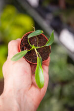 Zdjęcie rosliny doniczkowej Philodendron Joepii, ujęcie 1
