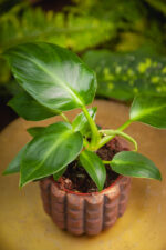 Zdjęcie rosliny doniczkowej Philodendron rugosum, ujęcie 1
