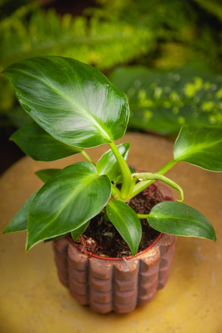 philodendron-rugosum-aberrant_12x20-1_1745663069.jpg Zdjęcie rosliny doniczkowej Philodendron rugosum, ujęcie 1