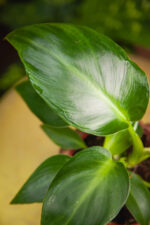 Zdjęcie rosliny doniczkowej Philodendron rugosum, ujęcie 2