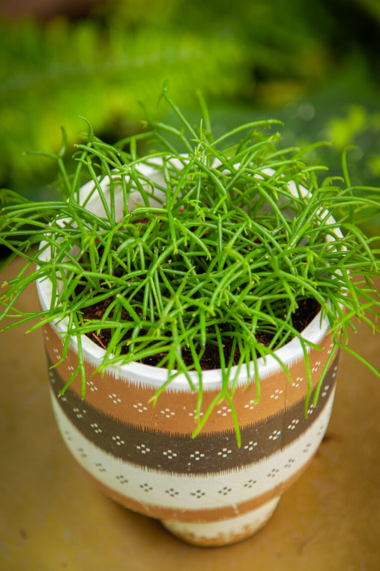 Zdjęcie rosliny doniczkowej Rhipsalis cassutha Cassera (Patyczak), ujęcie 1