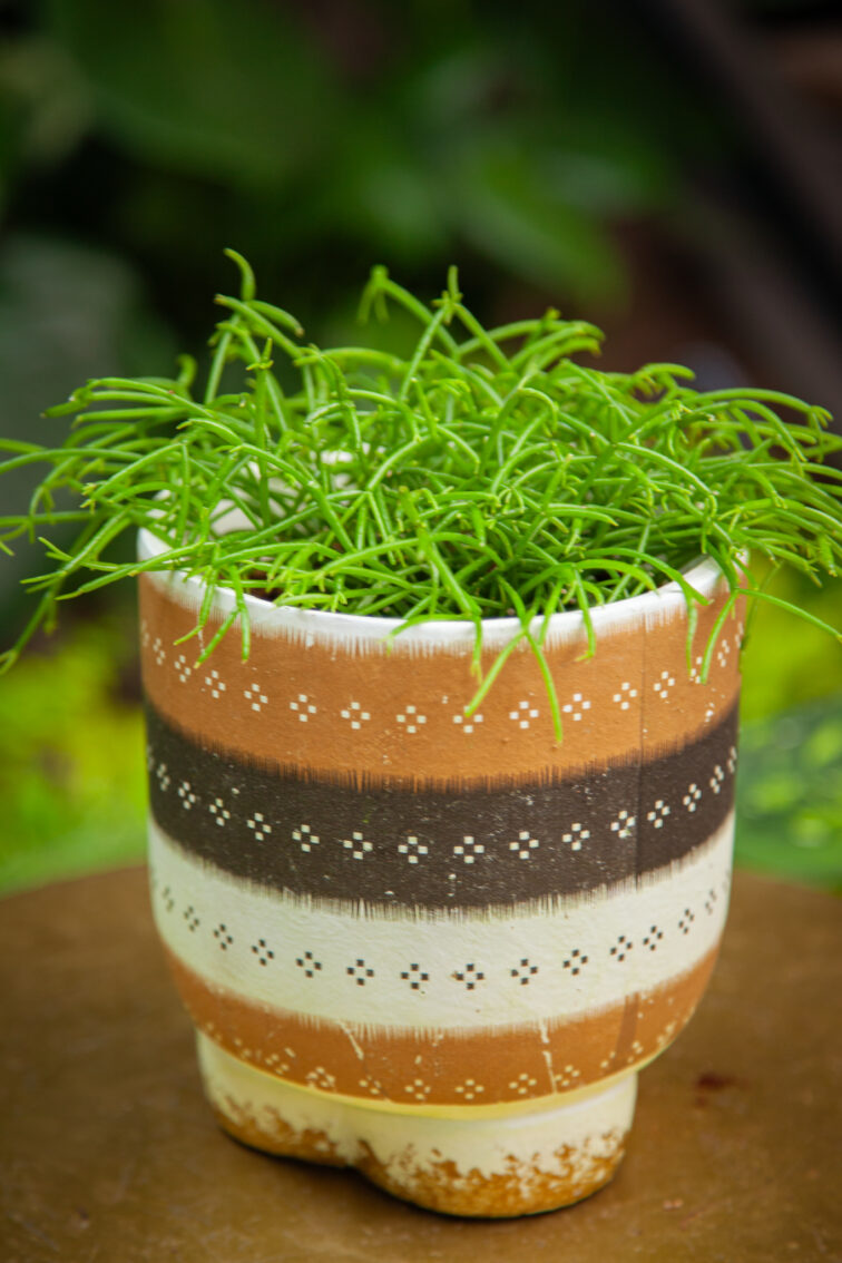 Zdjęcie rosliny doniczkowej Rhipsalis cassutha Cassera (Patyczak), ujęcie 2