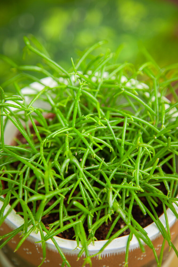 Zdjęcie rosliny doniczkowej Rhipsalis cassutha Cassera (Patyczak), ujęcie 3