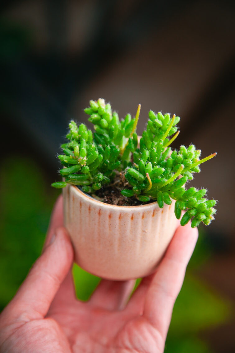 Zdjęcie rosliny doniczkowej Rhipsalis mesembryanthemoides (Patyczak), ujęcie 2