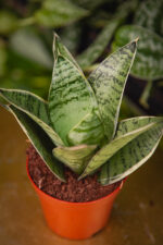 Zdjęcie rosliny doniczkowej Sansevieria trifasciata Silver Star, ujęcie 1