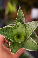 Zdjęcie rosliny doniczkowej Sansevieria trifasciata Silver Star, ujęcie 2