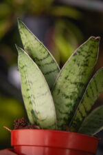Zdjęcie rosliny doniczkowej Sansevieria trifasciata Silver Star, ujęcie 3