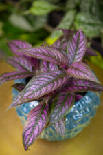 Zdjęcie rosliny doniczkowej Strobilanthes Dyeriana 'Persian Shield', ujęcie 1