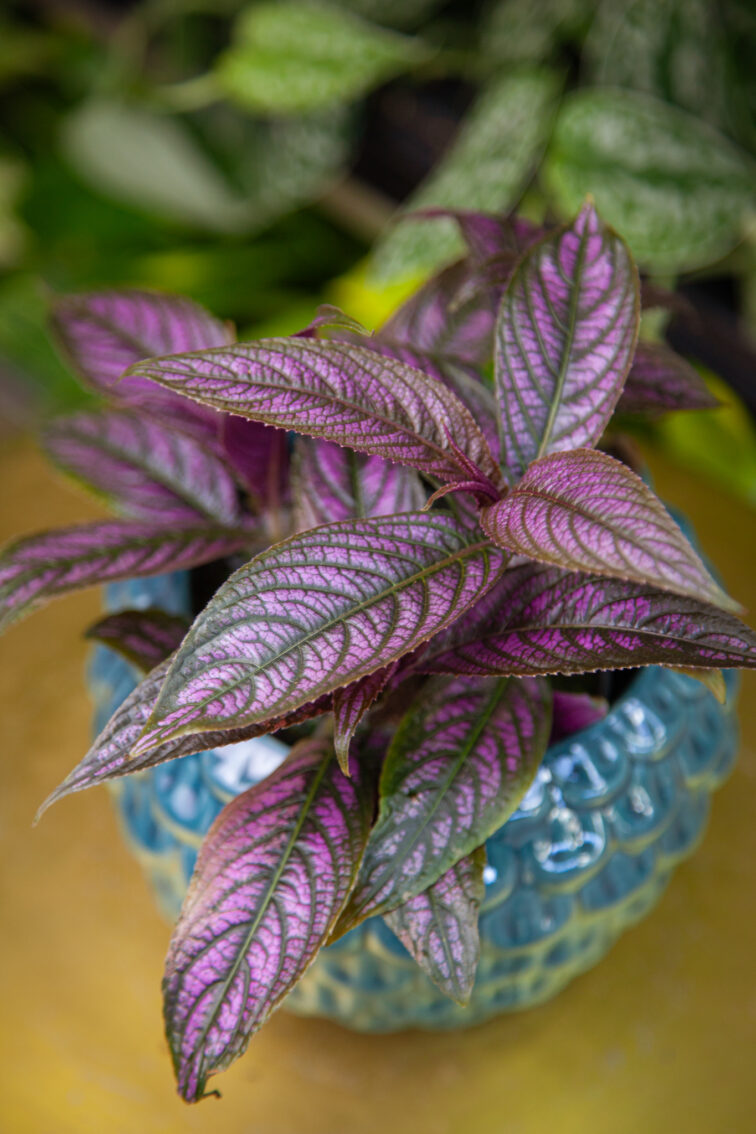 strobilanthes-dyeriana-persian-shield_12x31-1_1743846702.jpg Zdjęcie rosliny doniczkowej Strobilanthes Dyeriana 'Persian Shield', ujęcie 1