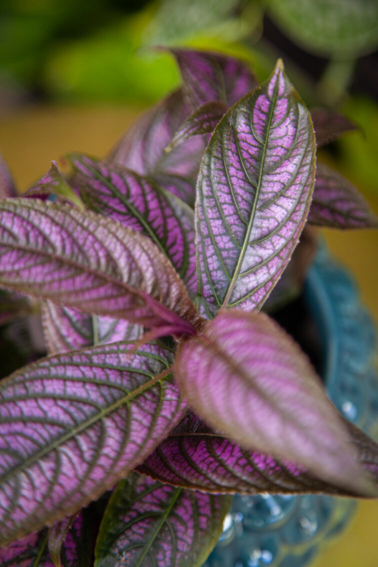 Zdjęcie rosliny doniczkowej Strobilanthes Dyeriana 'Persian Shield', ujęcie 2