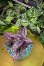 Zdjęcie rosliny doniczkowej Strobilanthes Dyeriana 'Persian Shield', ujęcie 3