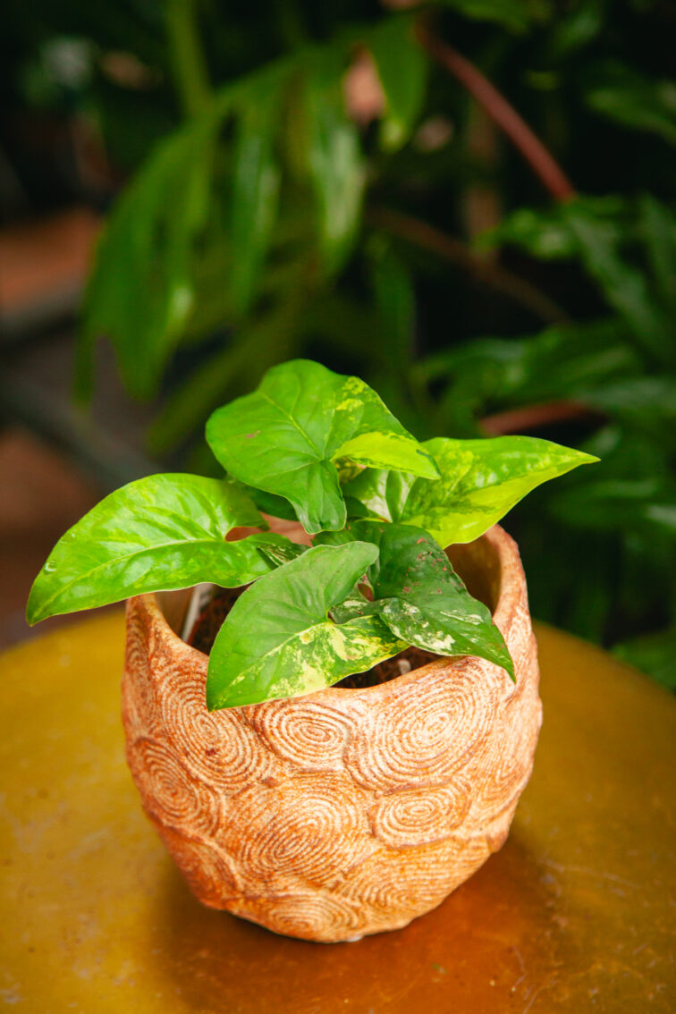 Zdjęcie rosliny doniczkowej Syngonium aureum, ujęcie 2