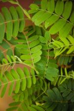 Zdjęcie rosliny doniczkowej Tamarindus indica, ujęcie 2