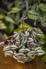 Zdjęcie rosliny doniczkowej Tradescantia Zebrina, ujęcie 1