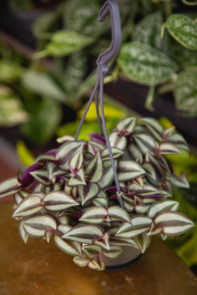 tradescantia-zebrina_10x15-1_1743852878.jpg Zdjęcie rosliny doniczkowej Tradescantia Zebrina, ujęcie 1