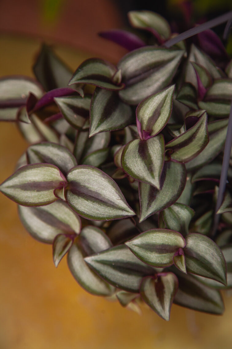 Zdjęcie rosliny doniczkowej Tradescantia Zebrina, ujęcie 2