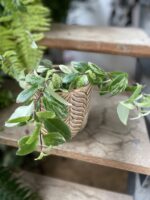 Zdjęcie rosliny doniczkowej Aeschynanthus lobbianus Variegatus, ujęcie 1