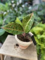 Zdjęcie rosliny doniczkowej Aglaonema Red Sprinkles, ujęcie 1