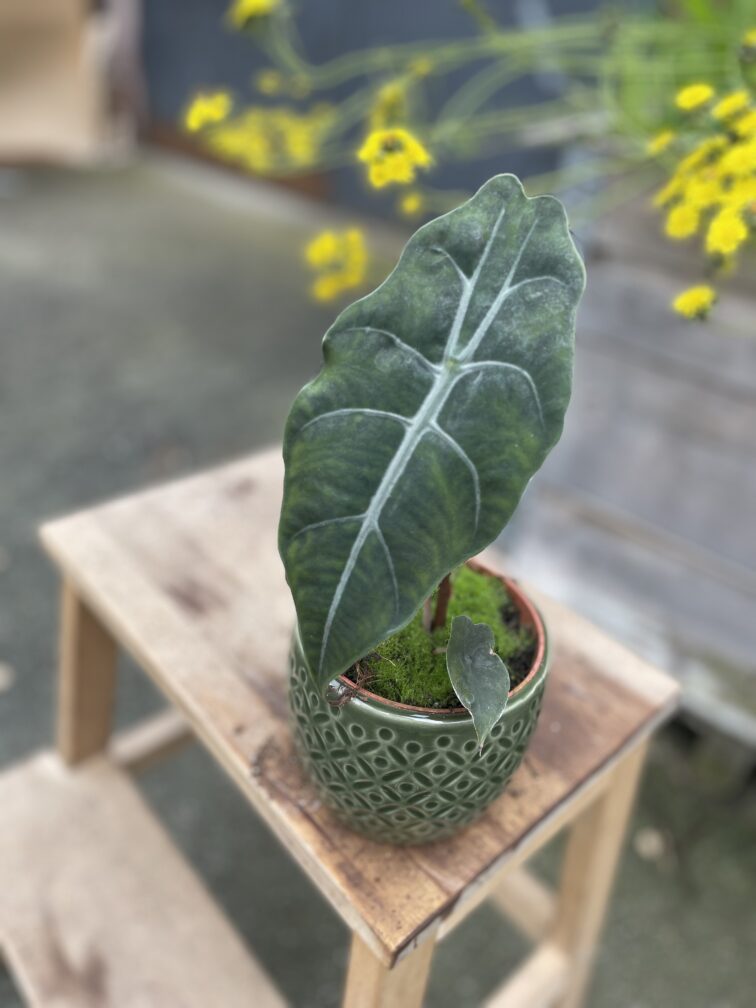 alocasia-chantrieri_10x20-1_1748685435.jpg Zdjęcie rosliny doniczkowej Alocasia Chantrieri, ujęcie 1
