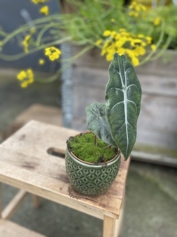 Zdjęcie rosliny doniczkowej Alocasia Chantrieri, ujęcie 2