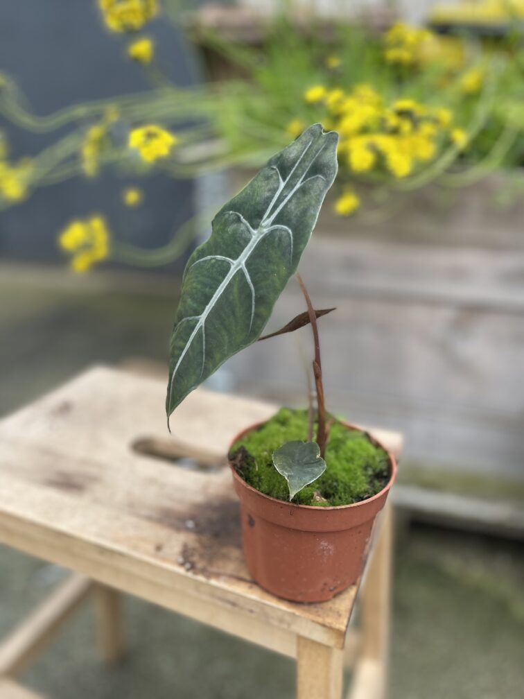 Zdjęcie rosliny doniczkowej Alocasia Chantrieri, ujęcie 3