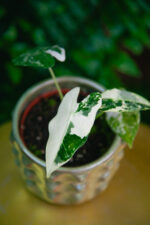 Zdjęcie rosliny doniczkowej Alocasia Frydek variegata, ujęcie 1