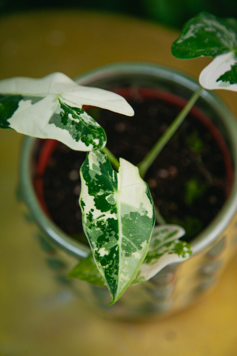 Zdjęcie rosliny doniczkowej Alocasia Frydek variegata, ujęcie 2