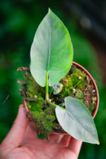 Zdjęcie rosliny doniczkowej Alocasia scabriuscula, ujęcie 1
