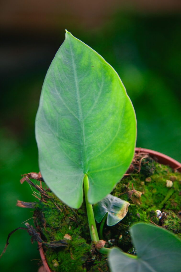 Zdjęcie rosliny doniczkowej Alocasia scabriuscula, ujęcie 2