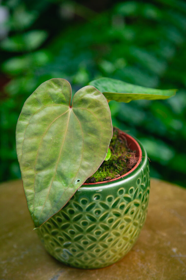 Zdjęcie rosliny doniczkowej Anthurium papillilaminum, ujęcie 2