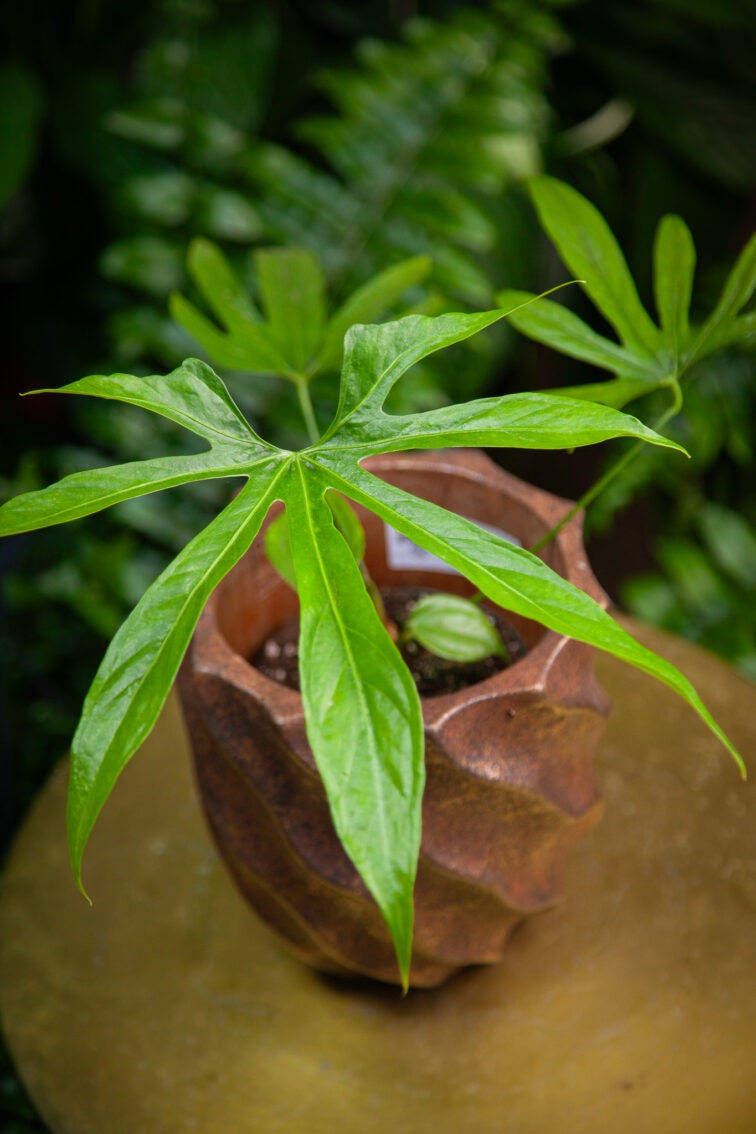 Zdjęcie rosliny doniczkowej Anthurium pedatoradiatum, ujęcie 1