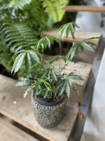 Zdjęcie rosliny doniczkowej Anthurium polyschistum, ujęcie 1