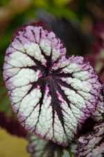 Zdjęcie rosliny doniczkowej Begonia Rex Fireworks, ujęcie 1