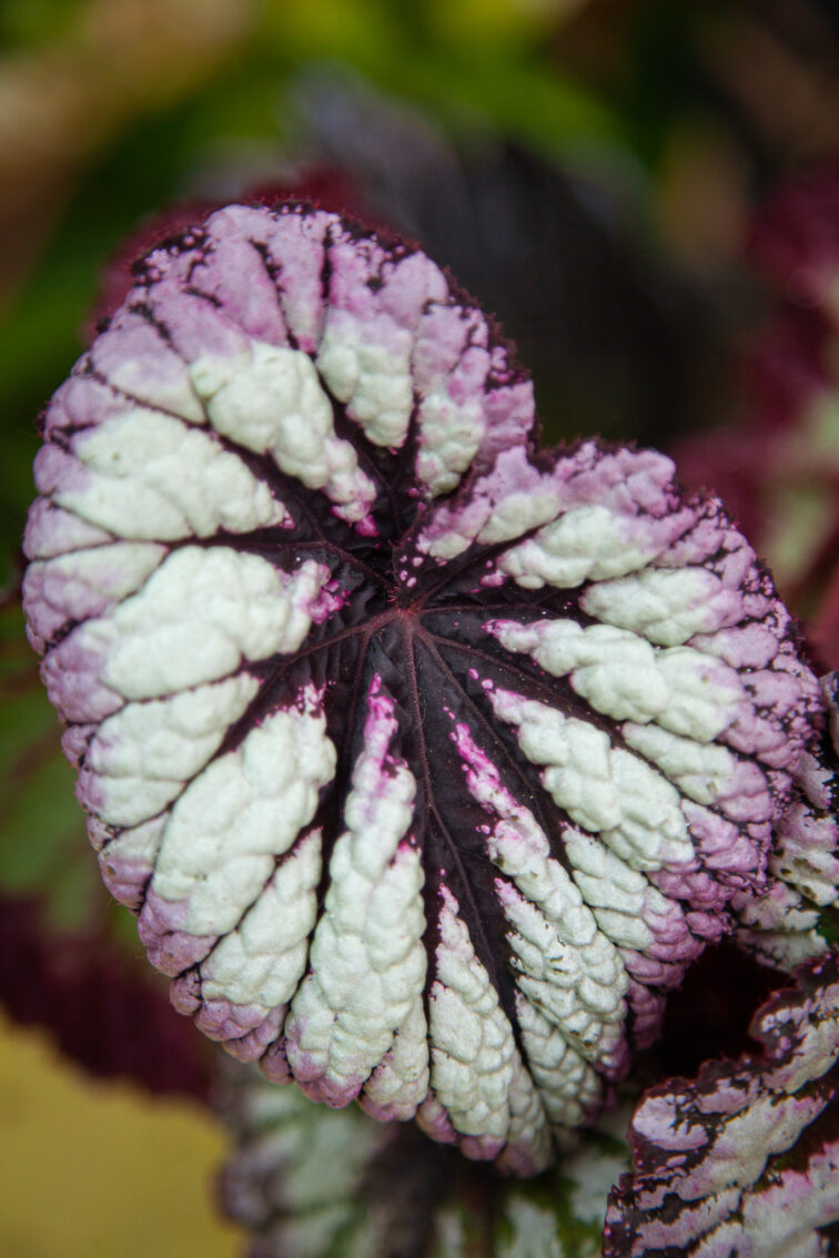 begonia-foliage-rex-fireworks_12x20-1_1748081996.jpg Zdjęcie rosliny doniczkowej Begonia Rex Fireworks, ujęcie 1