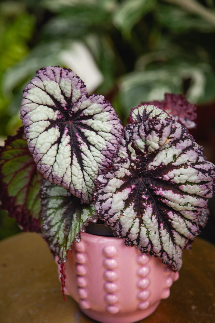 Zdjęcie rosliny doniczkowej Begonia Rex Fireworks, ujęcie 3