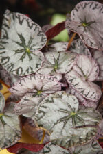 Zdjęcie rosliny doniczkowej Begonia Rex Silver lace, ujęcie 1