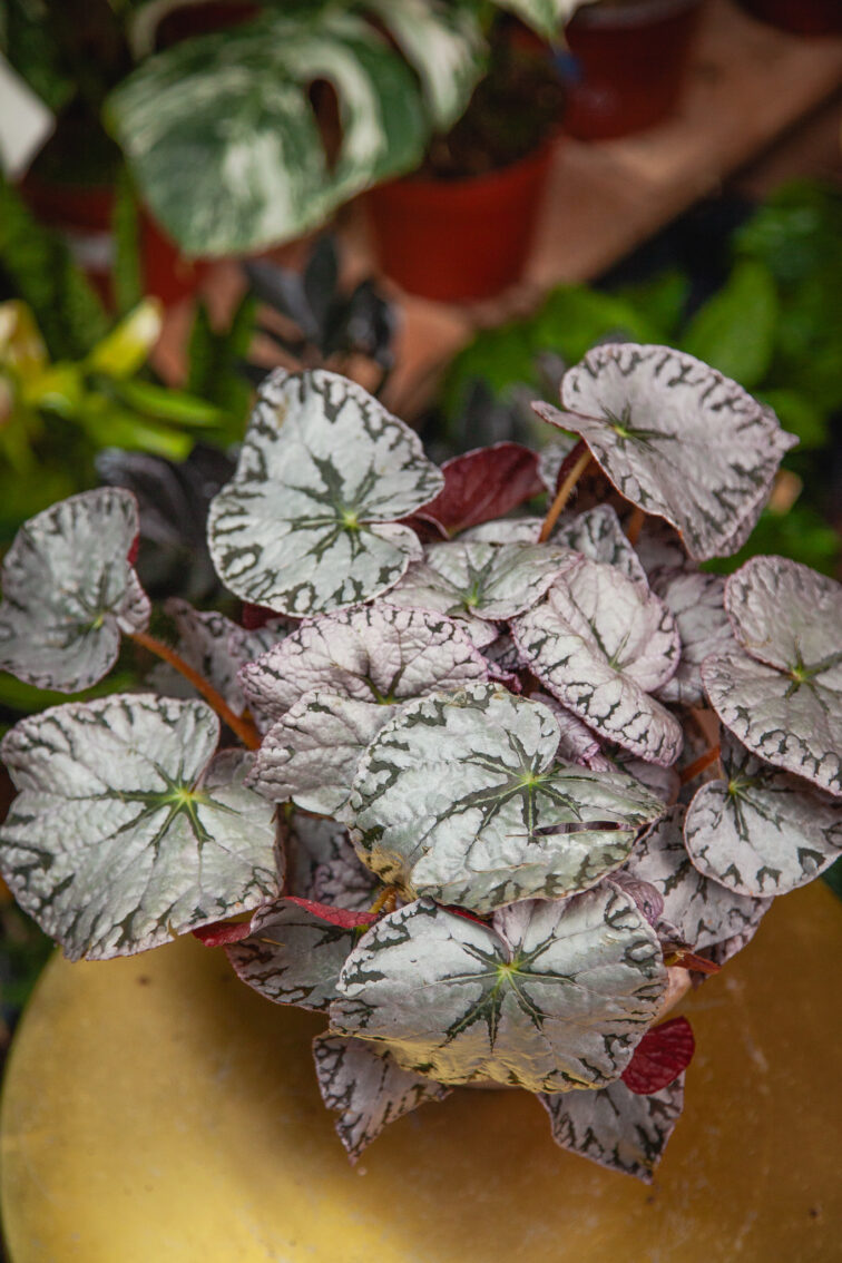 Zdjęcie rosliny doniczkowej Begonia Rex Silver lace, ujęcie 2