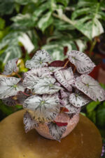 Zdjęcie rosliny doniczkowej Begonia Rex Silver lace, ujęcie 3