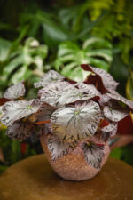 Zdjęcie rosliny doniczkowej Begonia Rex Silver lace, ujęcie 4