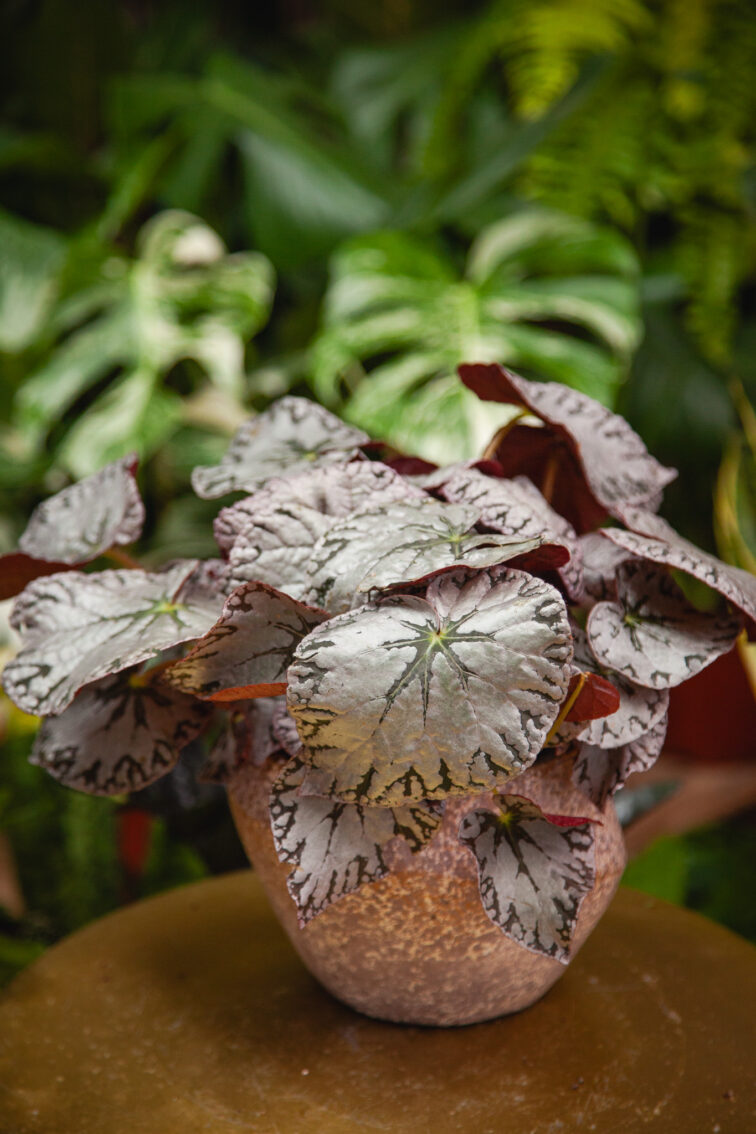 Zdjęcie rosliny doniczkowej Begonia Rex Silver lace, ujęcie 4
