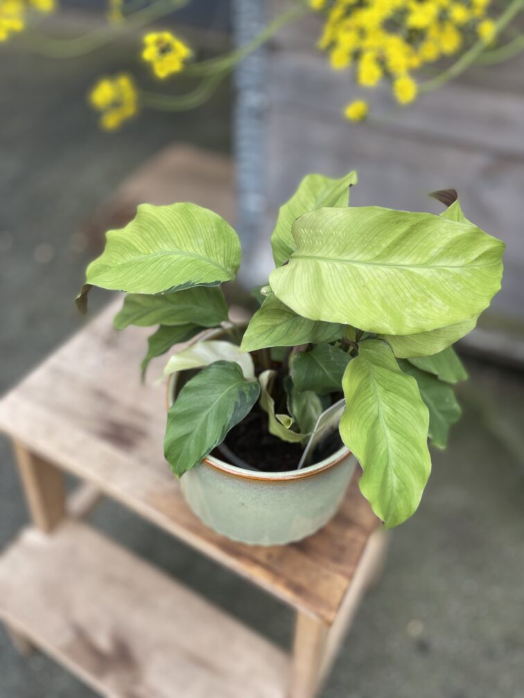 calathea-lemon_10x15-1_1748685480.jpg Zdjęcie rosliny doniczkowej Calathea Lemon, ujęcie 1
