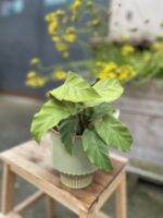 Zdjęcie rosliny doniczkowej Calathea Lemon, ujęcie 2