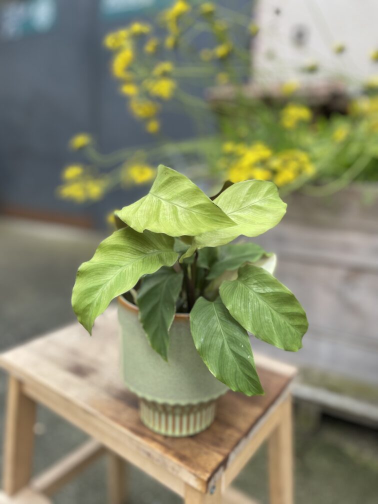 Zdjęcie rosliny doniczkowej Calathea Lemon, ujęcie 2