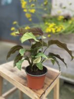 Zdjęcie rosliny doniczkowej Calathea Lemon, ujęcie 3