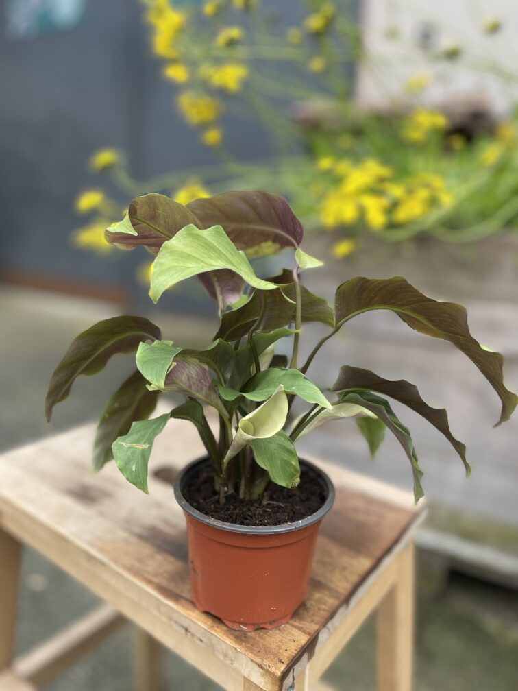 Zdjęcie rosliny doniczkowej Calathea Lemon, ujęcie 3