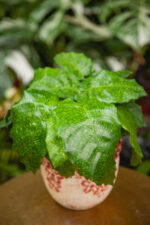 Zdjęcie rosliny doniczkowej Calathea musaica Network (Kalatea), ujęcie 1