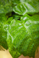 Zdjęcie rosliny doniczkowej Calathea musaica Network (Kalatea), ujęcie 2